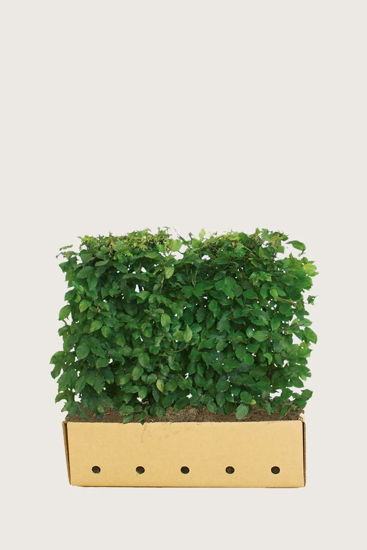 Euroopanvalkopyökki 80cm Hyvin tuuhea | Plantinavia