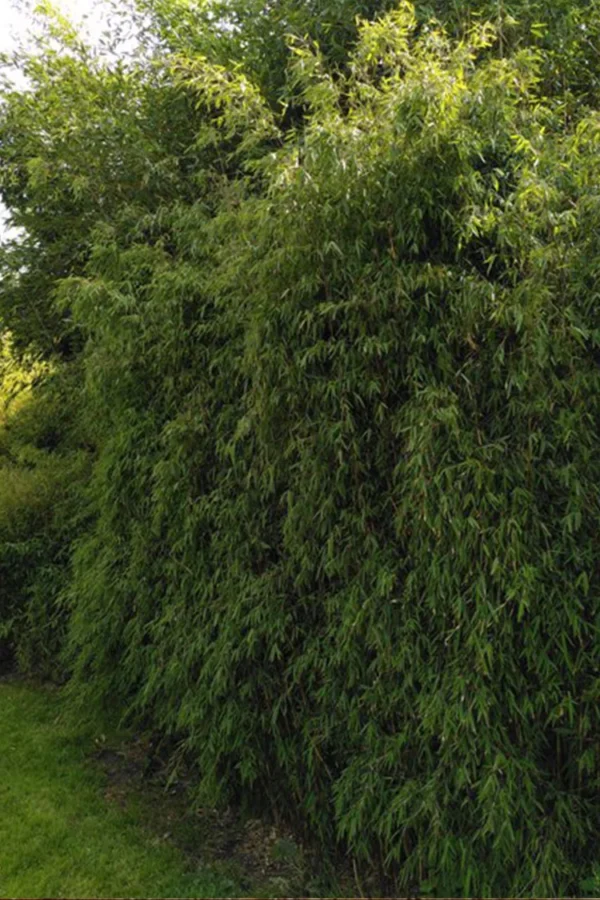 Kiiltoruokobambu Jiuzhaigou