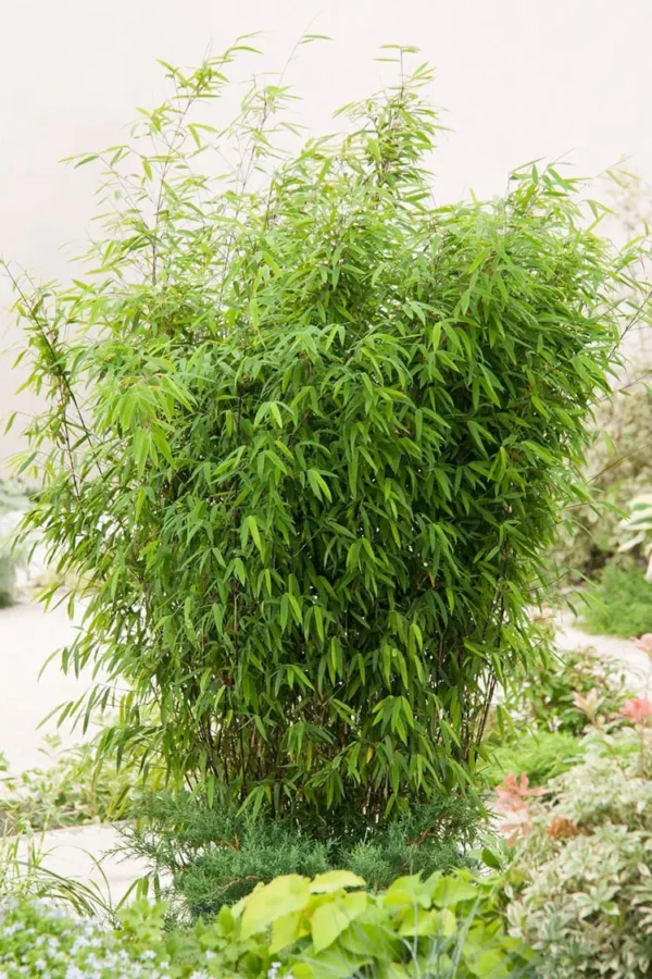 Kiiltoruokobambu Black Pearl