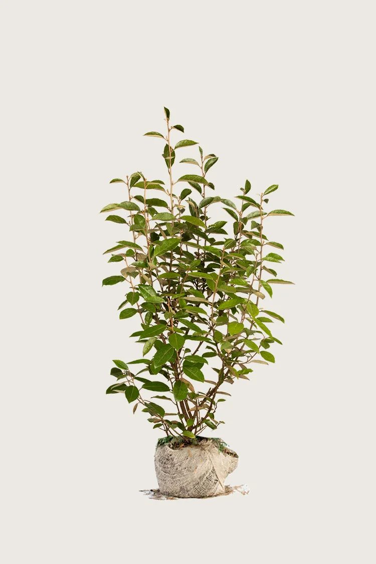 Hopeapensas 150cm Hyvin tuuhea | Plantinavia