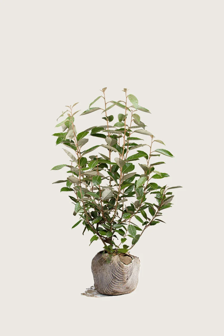 Hopeapensas 80cm Hyvin tuuhea | Plantinavia