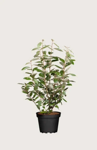 Hopeapensas 80cm Tuuhea | Plantinavia