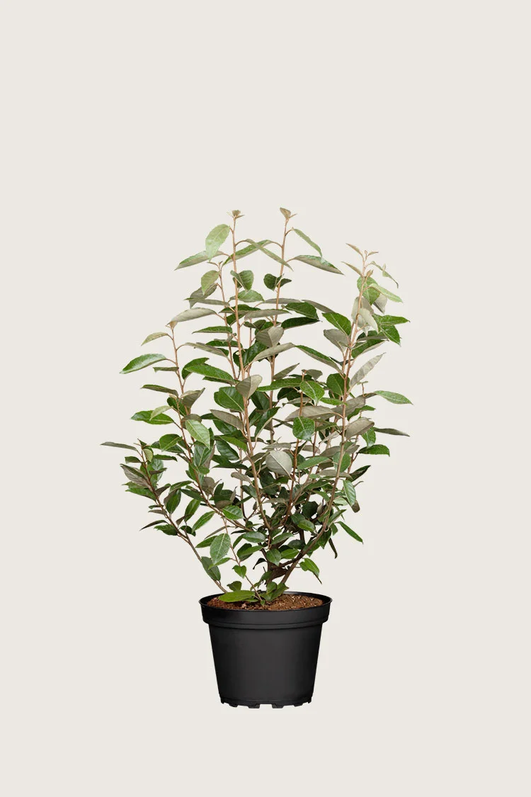 Hopeapensas 80cm Tuuhea | Plantinavia