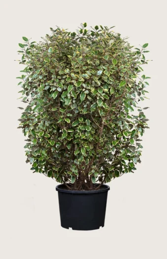 Hopeapensas 200cm Hyvin tuuhea | Plantinavia