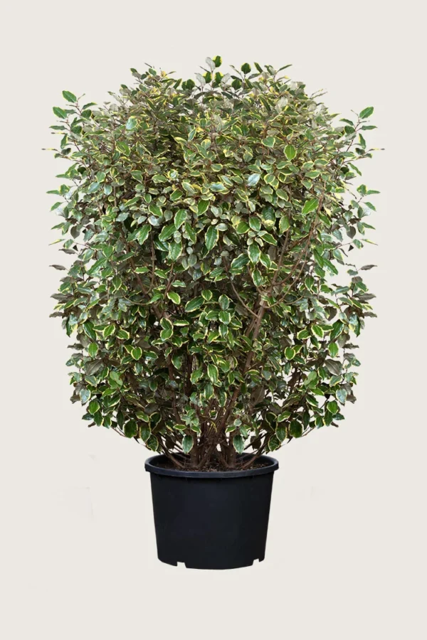 Hopeapensas 200cm Hyvin tuuhea | Plantinavia