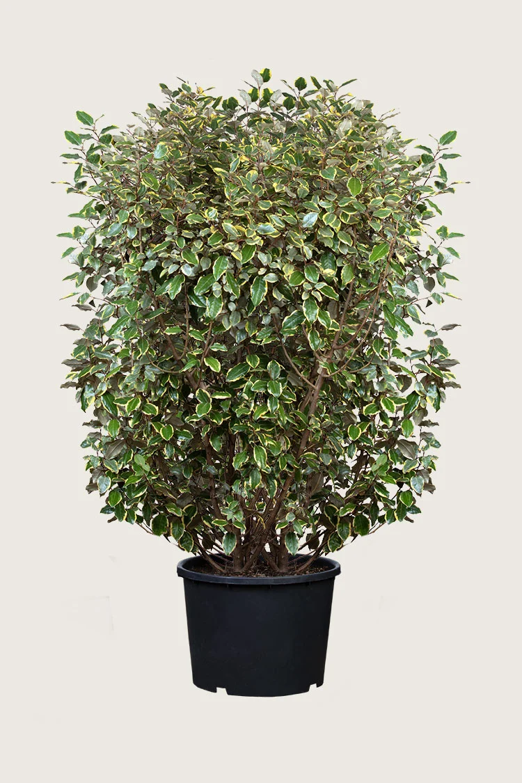 Hopeapensas 200cm Hyvin tuuhea | Plantinavia