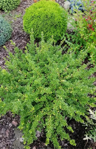 Japaninorjanlaakeri 'Convexa'