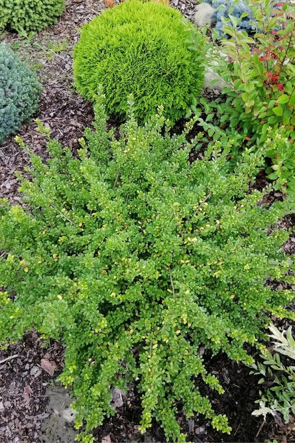 Japaninorjanlaakeri 'Convexa'