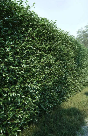 Japaninorjanlaakeri 'Kanehirae'