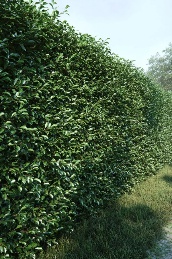 Japaninorjanlaakeri 'Kanehirae'