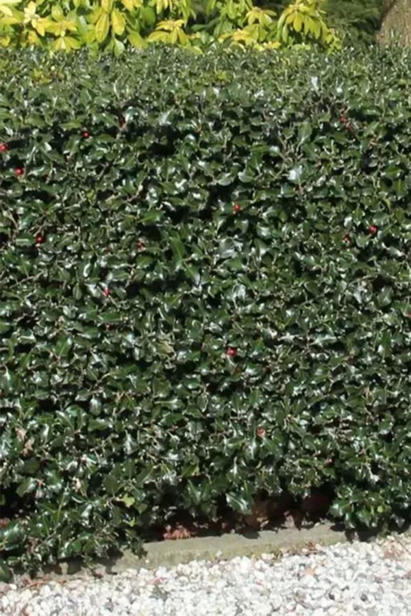 Pihaorjanlaakeri Blue Maid