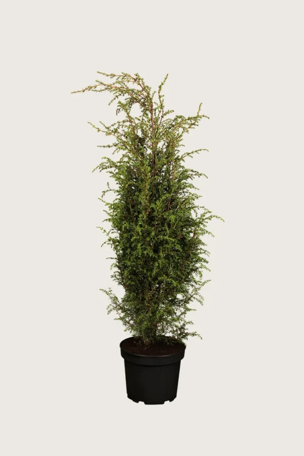Irlanninkataja Hibernica 125cm Hyvin tuuhea | Plantinavia