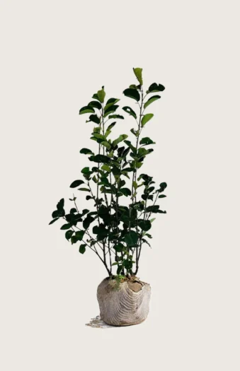 Isotuomipihlaja 150cm Hyvin tuuhea | Plantinavia