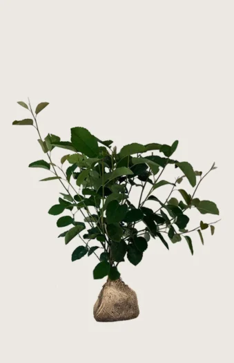 Isotuomipihlaja 125cm Tuuhea | Plantinavia