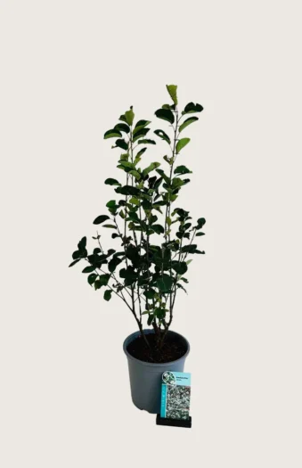 Isotuomipihlaja 100cm Hyvin tuuhea | Plantinavia