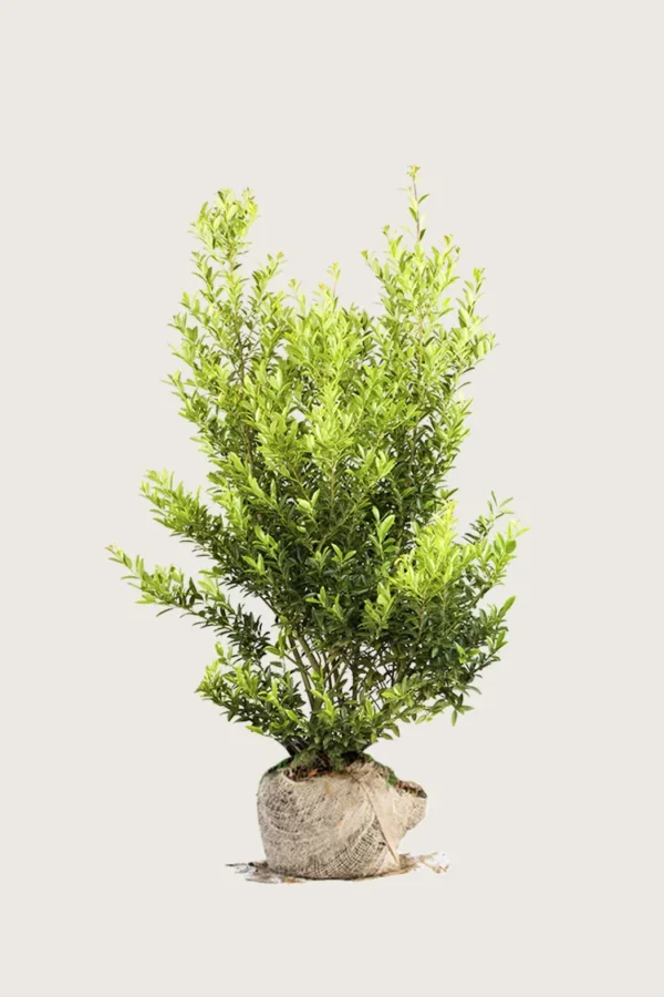 Japaninorjanlaakeri 'Blondie' 125cm Hyvin tuuhea | Plantinavia