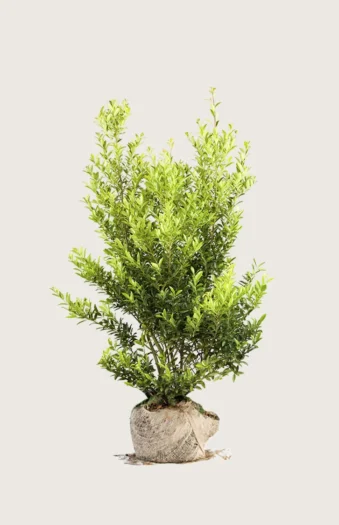 Japaninorjanlaakeri 'Blondie' 150cm Hyvin tuuhea | Plantinavia