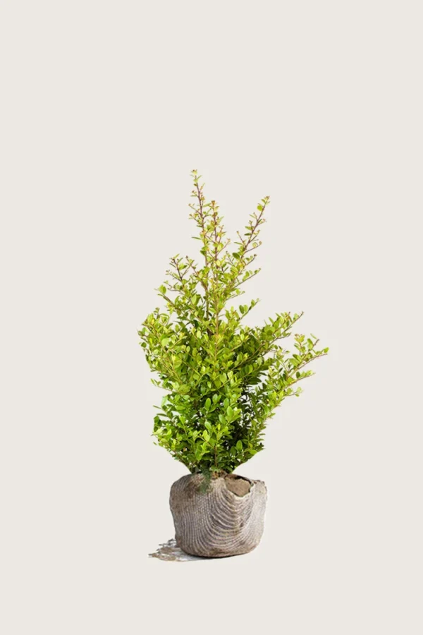 Japaninorjanlaakeri 'Blondie' 60cm Outlet | Plantinavia