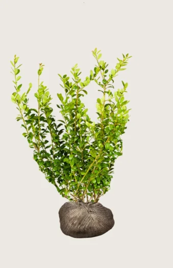 Japaninorjanlaakeri 'Blondie' 125cm Tuuhea | Plantinavia