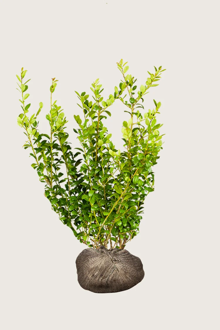 Japaninorjanlaakeri 'Blondie' 150cm Tuuhea | Plantinavia