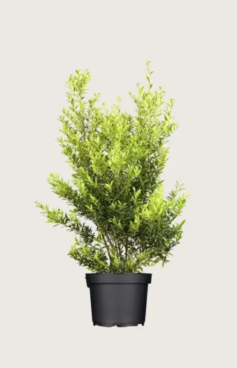 Japaninorjanlaakeri 'Blondie' 125cm Hyvin tuuhea | Plantinavia