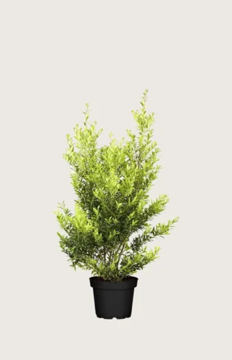 Japaninorjanlaakeri 'Blondie' 80cm Hyvin tuuhea | Plantinavia