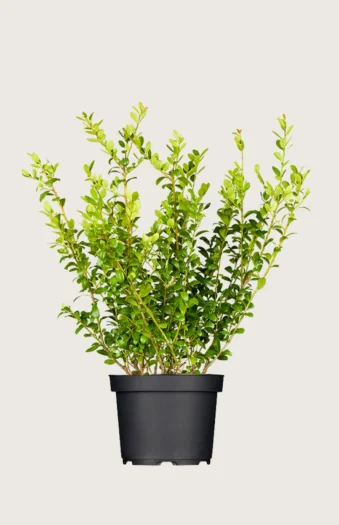 Japaninorjanlaakeri 'Blondie' 100cm Tuuhea | Plantinavia