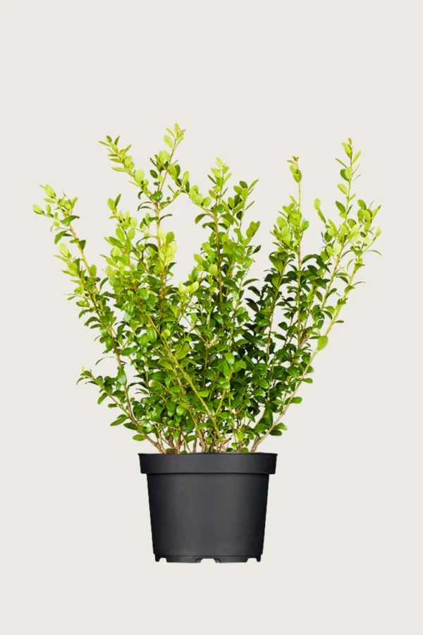 Japaninorjanlaakeri 'Blondie' 100cm Tuuhea | Plantinavia