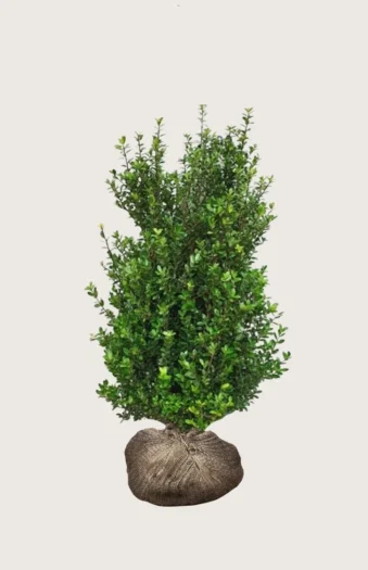 Japaninorjanlaakeri 'Caroline Upright' 200cm Hyvin tuuhea | Plantinavia