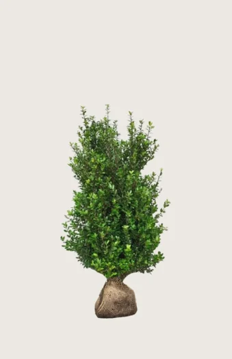 Japaninorjanlaakeri 'Caroline Upright' 40cm Hyvin tuuhea | Plantinavia