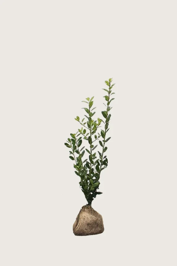 Japaninorjanlaakeri 'Caroline Upright' 40cm Outlet | Plantinavia