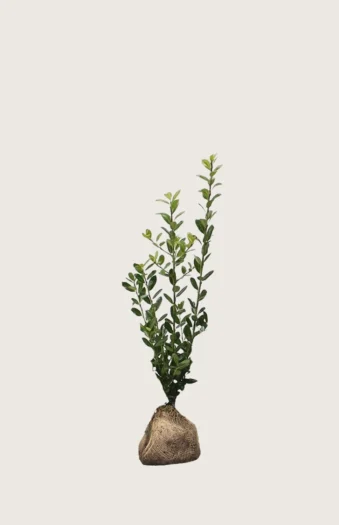 Japaninorjanlaakeri 'Caroline Upright' 60cm Outlet | Plantinavia