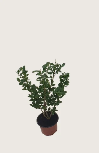Japaninorjanlaakeri 'Caroline Upright' 15cm Outlet | Plantinavia