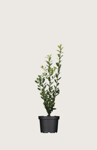 Japaninorjanlaakeri 'Caroline Upright' 60cm Outlet | Plantinavia