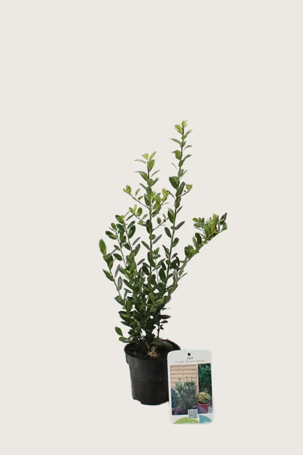 Japaninorjanlaakeri 'Caroline Upright' 60cm Tuuhea | Plantinavia