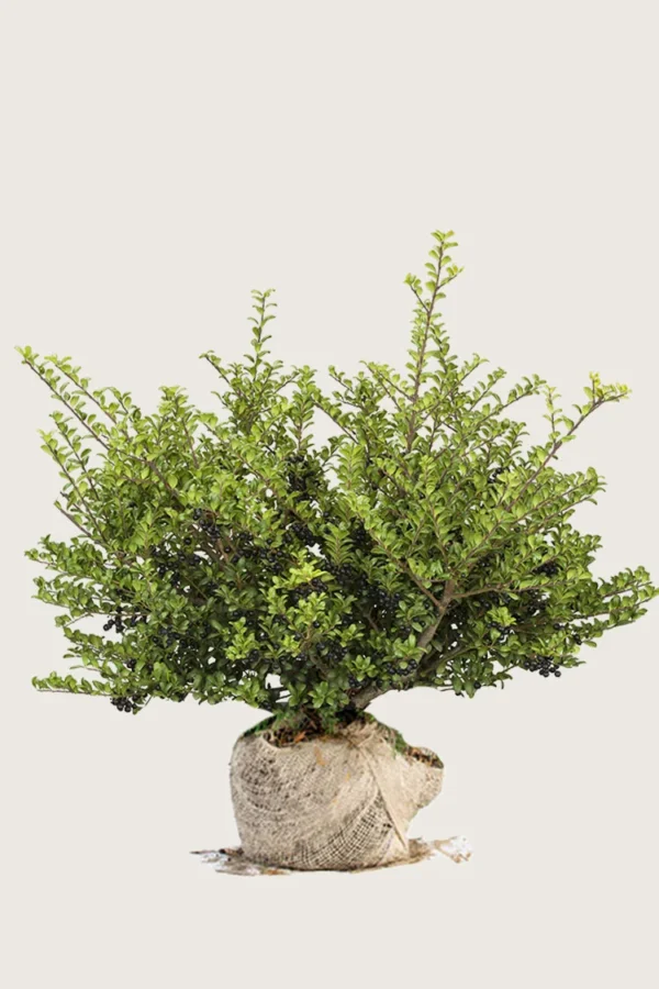 Japaninorjanlaakeri 'Convexa' 125cm Hyvin tuuhea | Plantinavia