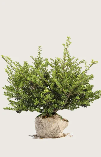 Japaninorjanlaakeri 'Convexa' 200cm Hyvin tuuhea | Plantinavia