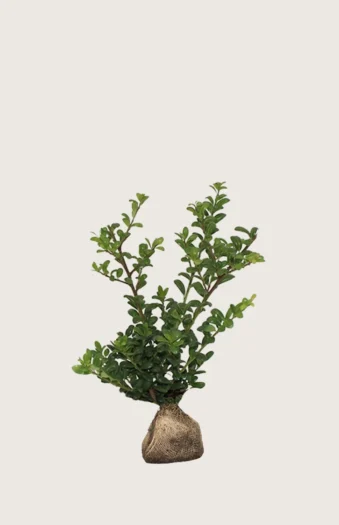 Japaninorjanlaakeri 'Convexa' 40cm Outlet | Plantinavia