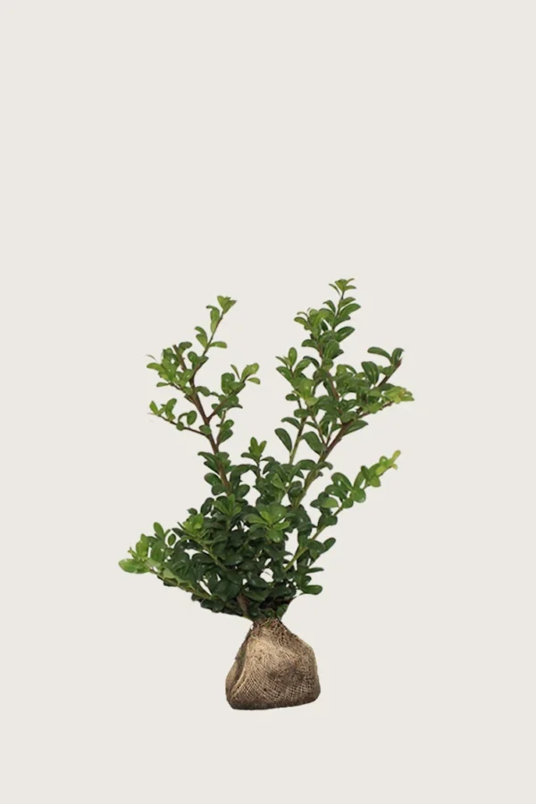 Japaninorjanlaakeri 'Convexa' 80cm Outlet | Plantinavia