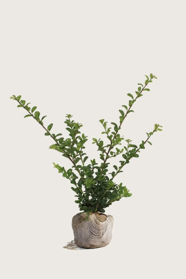 Japaninorjanlaakeri 'Convexa' 40cm Tuuhea | Plantinavia