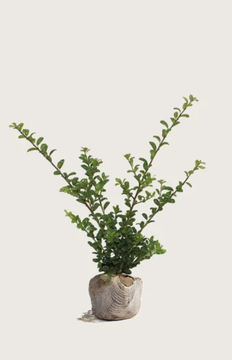 Japaninorjanlaakeri 'Convexa' 60cm Tuuhea | Plantinavia