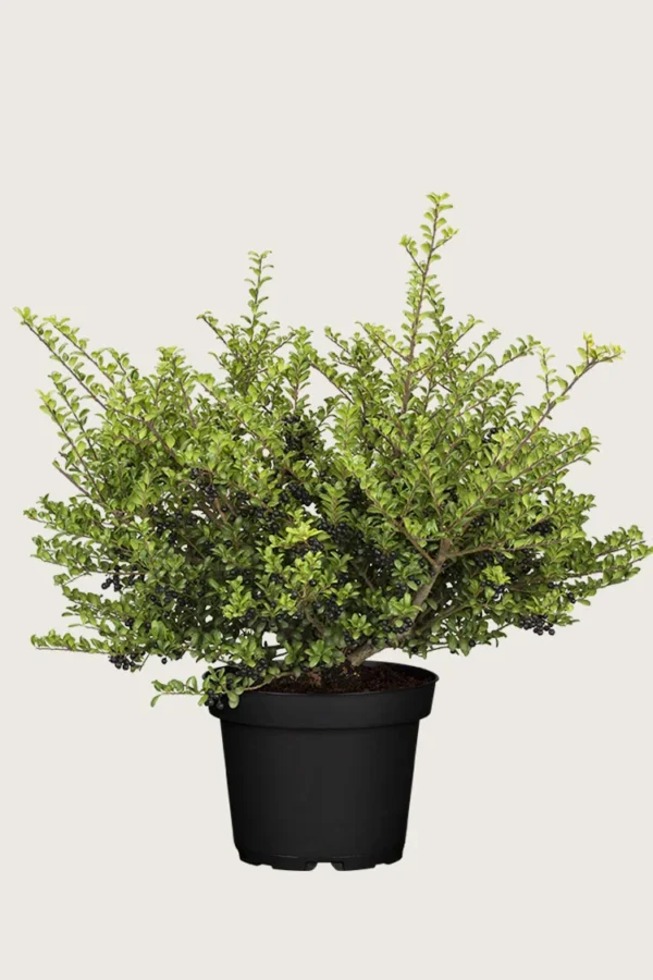 Japaninorjanlaakeri 'Convexa' 125cm Hyvin tuuhea | Plantinavia