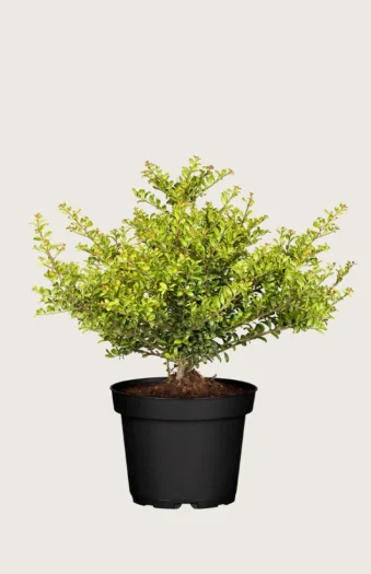 Japaninorjanlaakeri 'Convexa' 80cm Hyvin tuuhea | Plantinavia