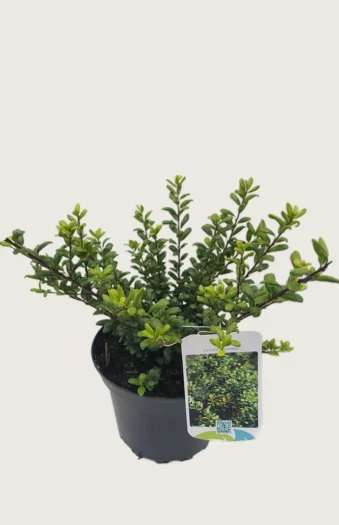 Japaninorjanlaakeri 'Convexa' 100cm Outlet | Plantinavia