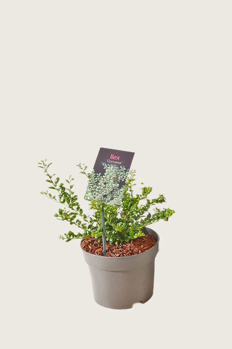 Japaninorjanlaakeri 'Convexa' 15cm Outlet | Plantinavia