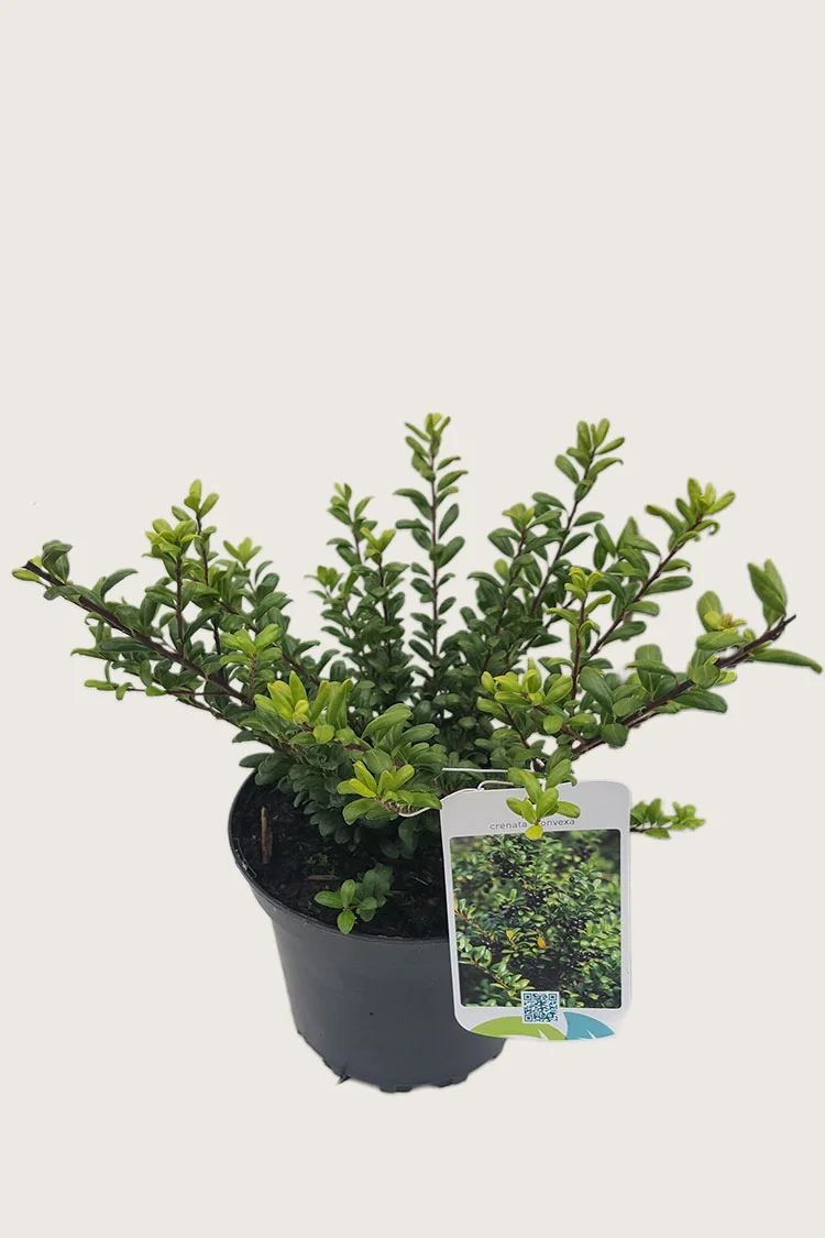 Japaninorjanlaakeri 'Convexa' 40cm Outlet | Plantinavia