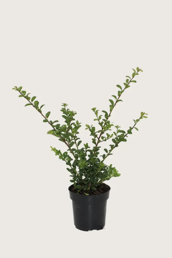 Japaninorjanlaakeri 'Convexa' 100cm Tuuhea | Plantinavia