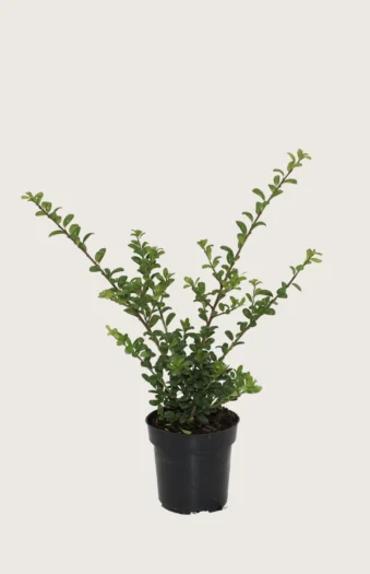 Japaninorjanlaakeri 'Convexa' 125cm Tuuhea | Plantinavia