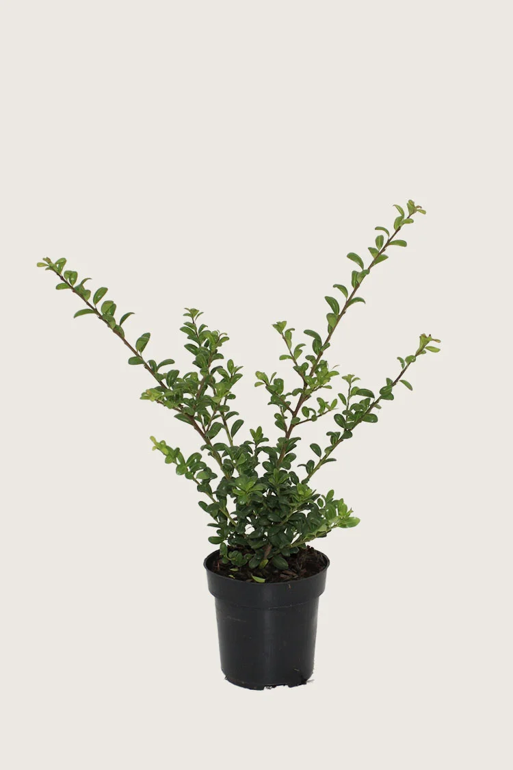 Japaninorjanlaakeri 'Convexa' 40cm Tuuhea | Plantinavia