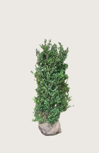 Japaninorjanlaakeri 'Dark Green' 80cm Hyvin tuuhea | Plantinavia